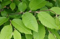 Carpinus betulus - Charmille : taille 80/100 cm - pot de 3 litres