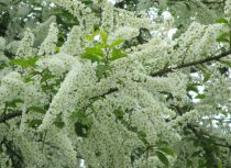 Cerisier à grappes / Merisier à grappes : taille 90/120 cm - racines nues