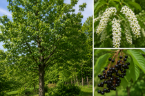 Cerisier &agrave; grappes / Merisier &agrave; grappes : taille 90/120 cm - racines nues