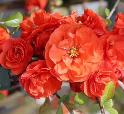 Chaenomeles speciosa \'Orange Storm\' � - Cognassier du Japon \'Orange Storm\' ��: taille 40/+ cm - pot de 3 litres