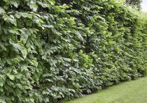 Charmille : taille 80/100 cm - Racines nues - Charme commun / Carpinus betulus