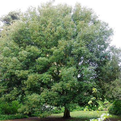 Ch�ne vert / Ch�ne yeuse : taille 60/80 cm - pot de 3 litres