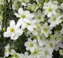 Clematite \'Avalanche\' : Taille 50/+ cm - Pot de 2 litres