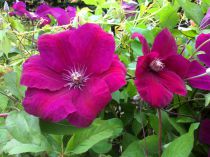 Clematite Cardinal Rouge : taille 40/60 cm - pot de 2 litres