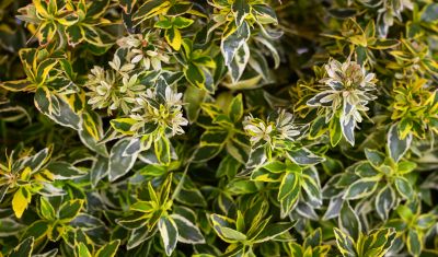 COPIE Abelia � grandiflora \'Radiance\'�: taille 20/30 cm - pot de 2 litres