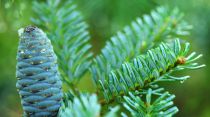 COPIE Abies koreana \'Blue Emperor\' / Sapin de Corée bleu : taille 30/50 cm - pot de 5 litres