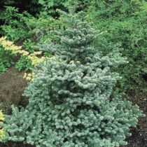 COPIE Abies koreana \'Blue Emperor\' / Sapin de Corée bleu : taille 30/50 cm - pot de 5 litres