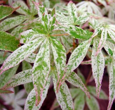 COPIE Acer palmatum\'Ukigumo\' / �rable japonais lisse, �rable palm� �: taille 40/+ cm - Pot de 3 litres
