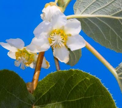 COPIE Actinidia deliciosa \'Atlas\' / kiwi �Atlas� : 40/50 cm - pot de 2 litres