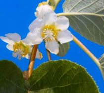 COPIE Actinidia deliciosa \'Atlas\' / kiwi Atlas : 40/50 cm - pot de 2 litres