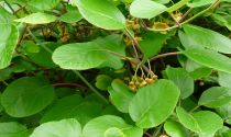 COPIE Actinidia deliciosa \'Atlas\' / kiwi Atlas : 40/50 cm - pot de 2 litres