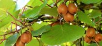 COPIE Actinidia deliciosa \'Hayward\' / kiwi \'Hayward\' : 40/50 cm - pot de 2 litres