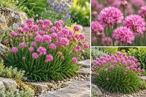 COPIE Armeria Maritima - Gazon d\'Espagne : godet 9 cm � 5/15 cm