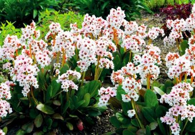  COPIE Bergenia Dragonfly �Angel Kiss� : godet 9�9 cm � 0,6 litre