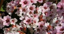  COPIE Bergenia Dragonfly Angel Kiss : godet 9×9 cm  0,6 litre