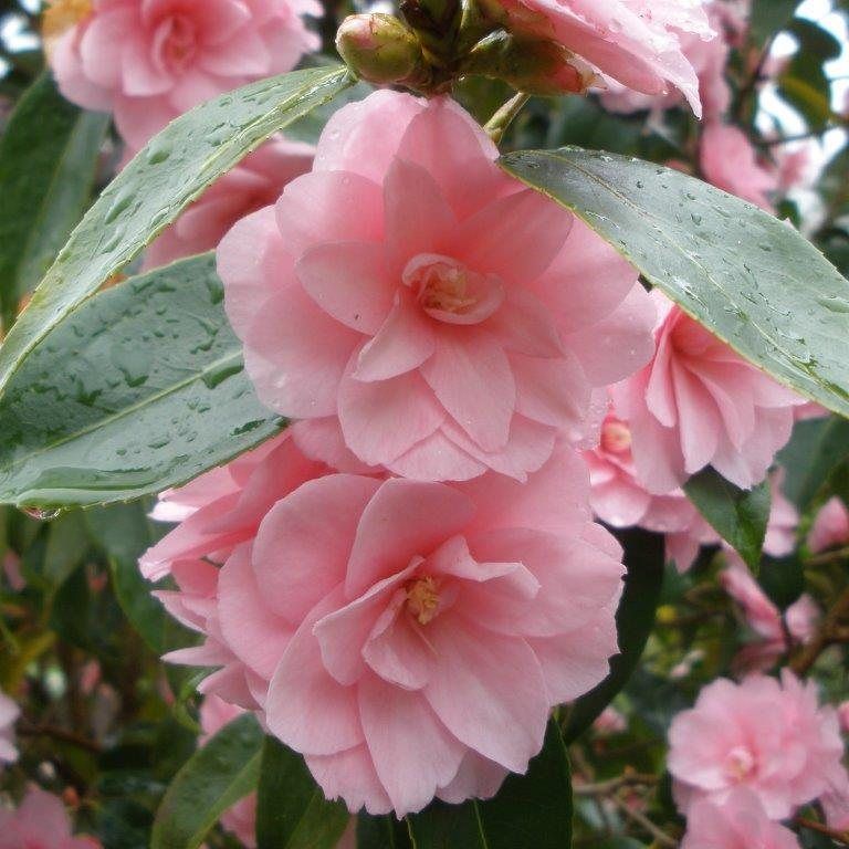 Camélia Du Japon 'Spring Festival' - Plante En Pot 50/60 Cm, Fleurs Roses Janvier-mars, Hauteur Adulte 2-2.5 M, Mi-ombre