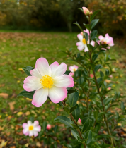 COPIE Camellia sasanqua \'Rainbow\' : taille 30/+ cm - pot de 3 litres