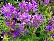 COPIE Campanula glomerata \'Acaulis\' : godet 9x9 cm  0,6 litre