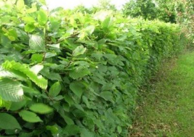 COPIE Carpinus betulus / Charmille � Charme commun : taille 150/175 cm � pot de 5/7 litres