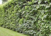 COPIE Carpinus betulus - Charmille : taille 125/150 cm - pot de 3/5 litres