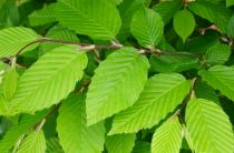 COPIE Carpinus betulus - Charmille : taille 125/150 cm - pot de 3/5 litres