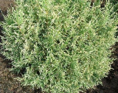 COPIE Chamaecyparis�lawsoniana \'Pearly Swirls\' : taille 20/30 cm - pot de 2/3 litres