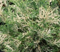 COPIE Chamaecyparis lawsoniana \'Pearly Swirls\' : taille 20/30 cm - pot de 2/3 litres