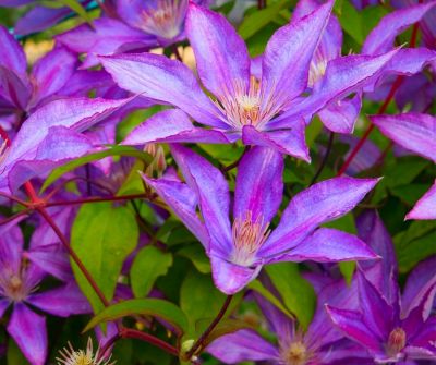 COPIE Clematis \'Bagatelle\' / Cl�matite \'Bagatelle\'�: taille 40/60 cm - pot de 2 litres�