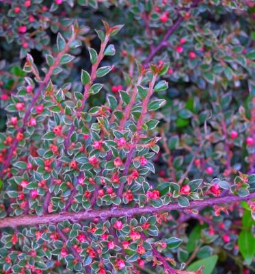 COPIE Cotoneaster atropurpureus \'Variegatus\' / Cotoneaster panach�: taille 30/40 cm - pot de 3 litres