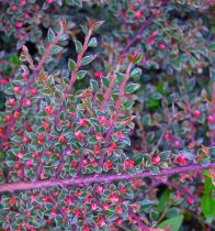 COPIE Cotoneaster atropurpureus \'Variegatus\' / Cotoneaster panaché : taille 30/40 cm - pot de 3 litres