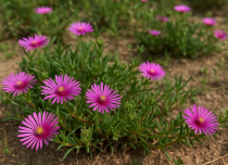 COPIE Delosperma cooperi / Pourpier vivace : godet 9x9 cm  0,6 litre
