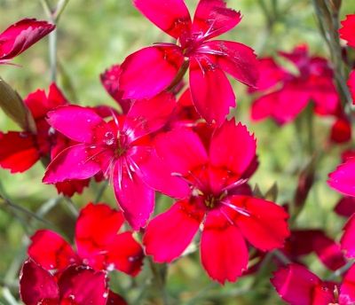 COPIE Dianthus / �illet deltoides \'Leuchtfunk\' : godet 9x9 cm � 0,6 litre