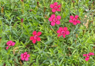 COPIE Dianthus deltoides \'Splendens\' - �illet couch� \'splendens\' : godet de 9x9 cm - 0,6 litre