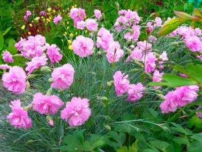 COPIE Dianthus plumarius \'Double Rose\' / �illet mignardise rose double�: godet 9x9 cm � 0,6 litre