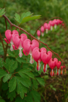 COPIE Dicentra spectabilis / Cur de Marie : godet 9x9 cm