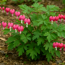 COPIE Dicentra spectabilis / Cur de Marie : godet 9x9 cm
