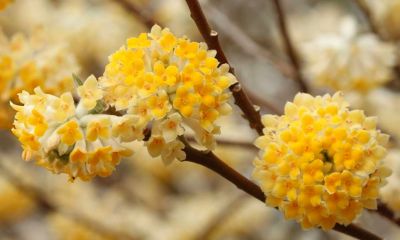 COPIE Edgeworthia chrysantha - Buisson � papier�: taille 40/+ cm - pot de 3 litres