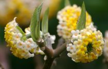 COPIE Edgeworthia chrysantha - Buisson à papier : taille 40/+ cm - pot de 3 litres