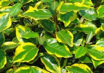 COPIE Elaeagnus x ebbingei \'Viveleg\' / Chalef de Ebbing panaché : pot de 3 litres  hauteur 30/40 cm