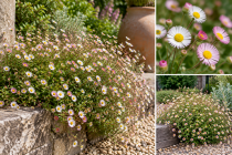 COPIE Erigeron karvinskianus / Vergerette mucron&eacute;e, Marguerite naine&nbsp;: godet 9 cm � 5/15 cm