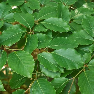COPIE Fagus Sylvatica - H�tre vert�: taille 60/80 cm - Racines Nues