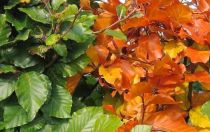 COPIE Fagus Sylvatica - Hêtre vert : taille 60/80 cm - Racines Nues