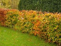COPIE Fagus Sylvatica - Hêtre vert : taille 60/80 cm - Racines Nues