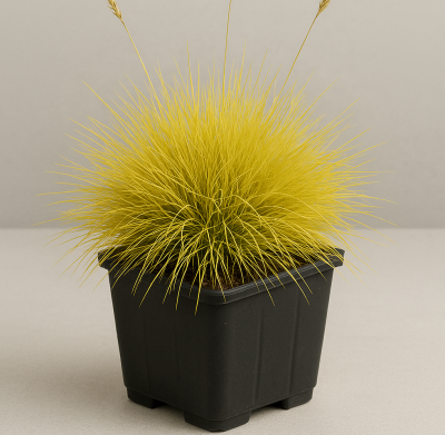 COPIE Festuca glauca \'Golden Toupee\' / F�tuque � feuillage dor�: godet 9�9 cm � 0,6 L