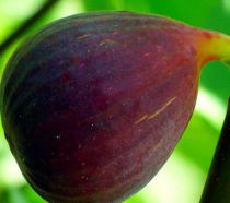 COPIE Ficus carica \'Rouge de Sologne\' / Figuier \'Rouge de Sologne\' : 40/50 cm - pot de 2 litres