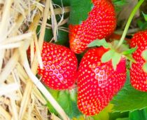 COPIE Fraisier \'Charlotte\' - Fragaria x ananassa \'Charlotte\' : 5/10 cm - godet de 10,5 cm