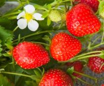COPIE Fraisier \'Cirafine\' - Fragaria x ananassa \'Cirafine\' : 5/10 cm - godet de 10,5 cm