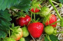 COPIE Fraisier \'Mara Des Bois\' - Fragaria vesca \'Mara Des Bois\' : 5/10 cm - godet de 10,5 cm