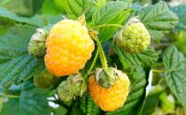 COPIE Framboisier Jaune \'Golden Everest\' (Rubus idaeus \'Golden Everest\') : 30/50 cm - pot de 2 litres