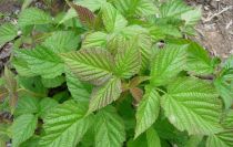 COPIE Framboisier Jaune \'Golden Everest\' (Rubus idaeus \'Golden Everest\') : 30/50 cm - pot de 2 litres